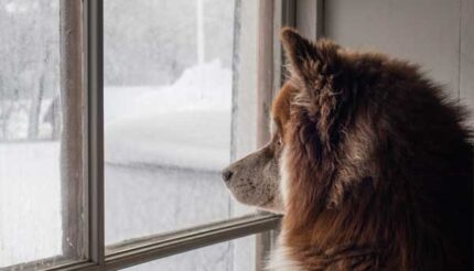 Fenster winterfest machen: Fenster Anpressdruck optimieren